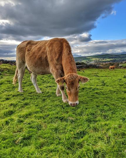 A light brown cow grazes in a lush, green hillside pasture. The cow is captured in a close-up profile as it lowers its head to feed.