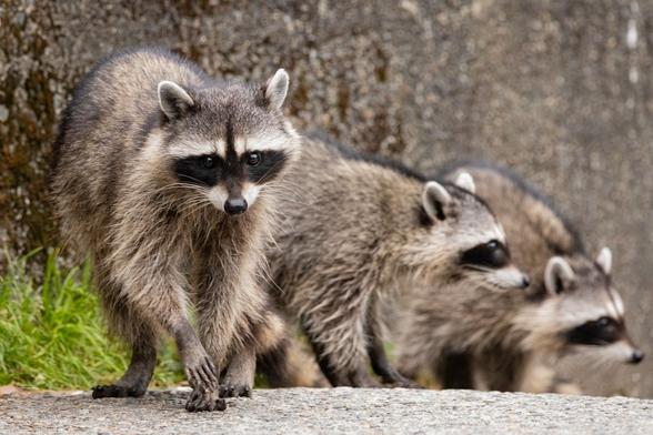 Raccoons.