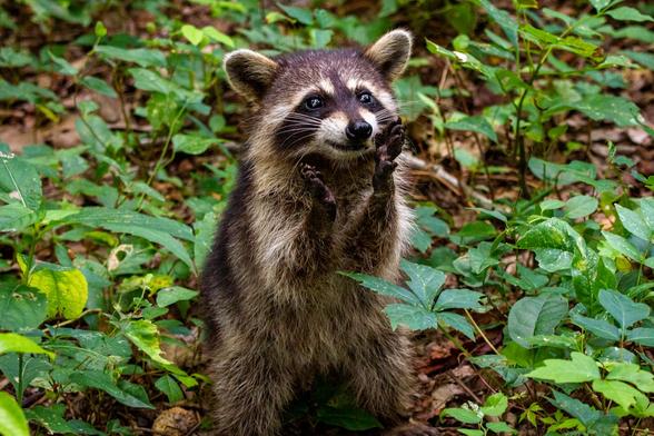 A juvenile raccoon sits back with paws up while eating an orange.