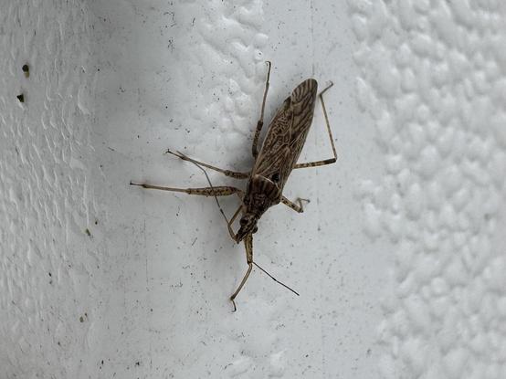 likely a common damsel bug crawling on a white plastic fence with many drops of water from a foggy morning.