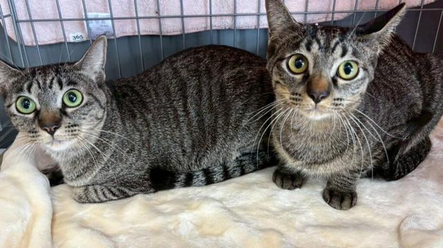 【春日井市】2/21(土）玉雲寺でちーむにゃいんずの保護猫譲渡会が開催。可愛い猫たちが大集合！（とっとこ） - エキスパート - Yahoo!ニュース