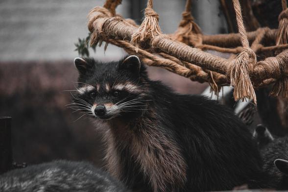 Kaliningrad Zoo, Walter with raccoons, he was the darkest of all