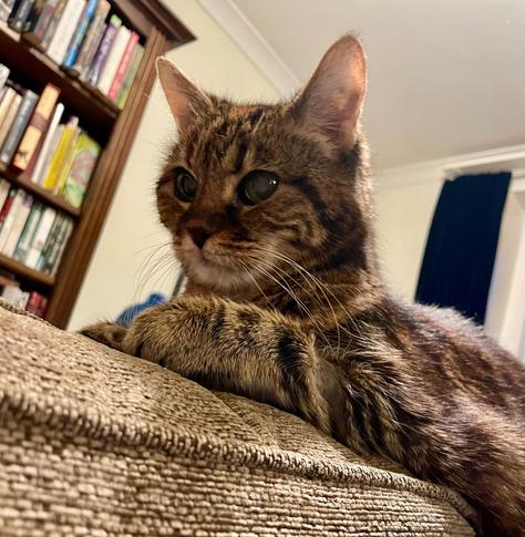 A view up from the couch to where Pebbles the tabby-Bengal cat is sprawled along the top, keeping watch, with a bookcase in the background.