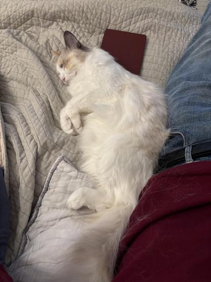 A white double coated cat sleeps sprawled against a leg