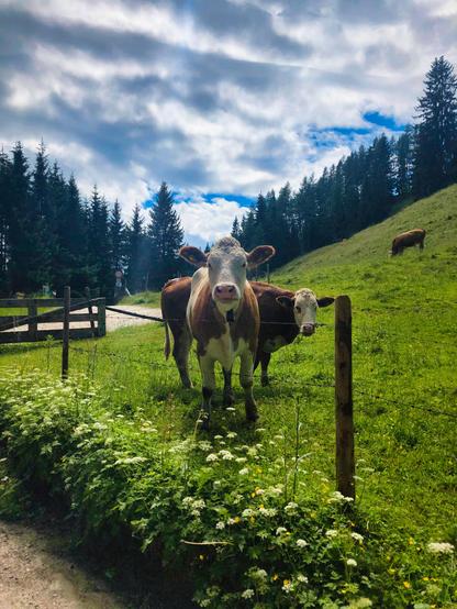 Zwei braun-weiße Kühe stehen auf einer grünen Wiese hinter einem Stacheldrahtzaun, umgeben von Bäumen und einem bewölkten Himmel.