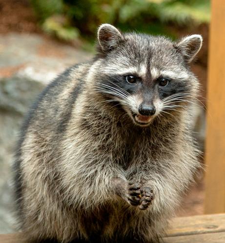 gray and black raccoon on brown wooden surface