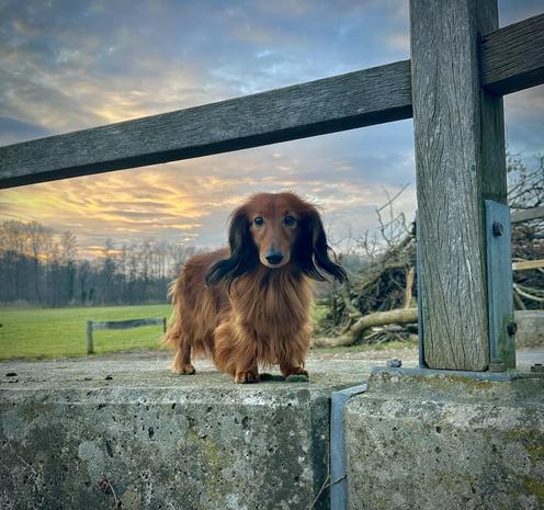 Zwischen verblassendem Tageslicht und aufziehender Abenddämmerung steht ein kleiner, langhaariger Dackel auf einem rauen Betonblock, als würde er über sein Reich wachen. Hinter ihm färbt der Sonnenuntergang den Himmel in warmen Orange- und Blautönen, während die kahlen Bäume am Horizont eine zarte Silhouette bilden. Sein rotbraunes Fell leuchtet im weichen Licht und die dunklen, langen Ohren rahmen den wachsamen Blick, der zugleich neugierig und sanft wirkt. Der hölzerne Zaun über ihm und das Grün der Wiese im Hintergrund verleihen der Szene einen ländlichen, friedlichen Charakter – ein ruhiger Moment, in dem Zeit und Hektik kurz stillzustehen scheinen.