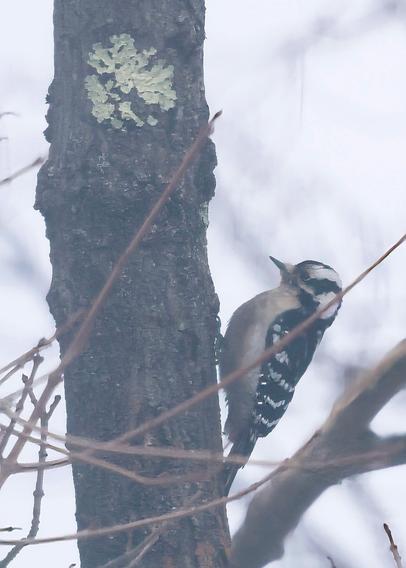 Cute female downy woodpecker on a maple tree