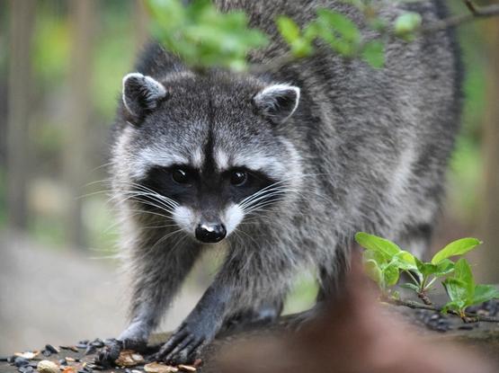 a raccoon is standing on a rock in the woods