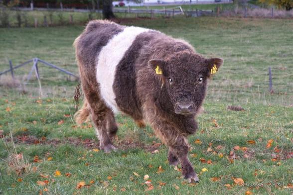 The image shows a young Belted Galloway calf standing in a grassy field. The calf has a distinctive coloration, with a thick belt of white fur encircling its midsection, contrasting with its otherwise dark brown or black fur. Its face is also dark, and it has small, yellow ear tags for identification.
The calf is looking directly at the camera, giving an impression of curiosity. The grass in the field is green, with some scattered autumn leaves on the ground, suggesting the season might be fall. In the background, there is a simple wire fence and some trees, indicating a rural or pastoral setting. The overall scene conveys a peaceful, countryside atmosphere.