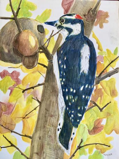 A Downey woodpecker sitting in an oak tree, pecking at a gall, surrounded by brown yellow and green leaves and smaller branches.