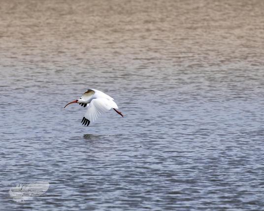 A white ibis flying low over rippled water with wings curved downward and long red bill extended forward.