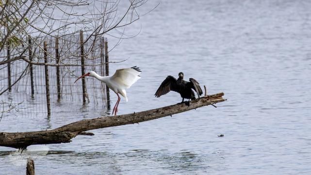 A white ibis approaching a horizontal fallen branch above the water, where a double-crested cormorant stands with wings partly spread.