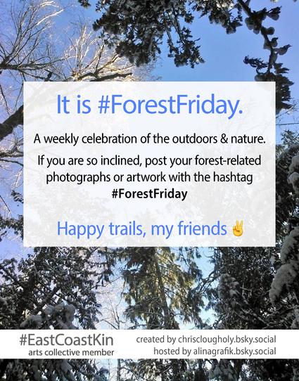The banner for #ForestFriday features a photo looking up at tall trees dusted with snow under a blue sky. The text says, "It is #ForestFriday. A weekly celebration of the outdoors & nature. If you are so inclined, post your forest-related photographs or artwork with the hashtag #ForestFriday. Happy trails, my friends."
