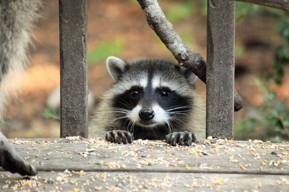 a raccoon looking out from behind a fence