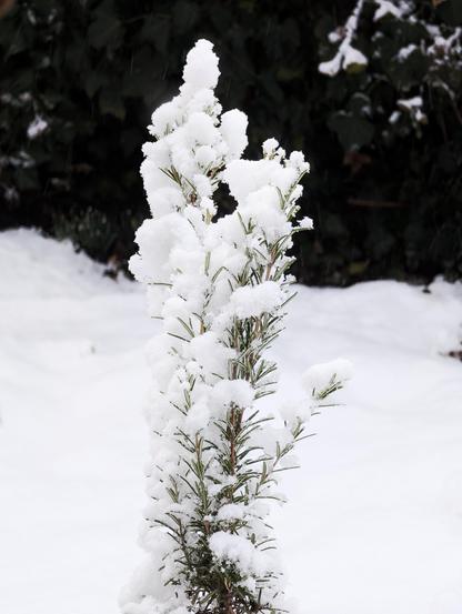 Verschneiter Rosmarinstrauch im Garten, die schmalen grünen Nadeln ragen unter dicken Schneehäubchen hervor, im Hintergrund eine geschlossene Schneedecke. Foto: Gartenpoet, Johann Seidl