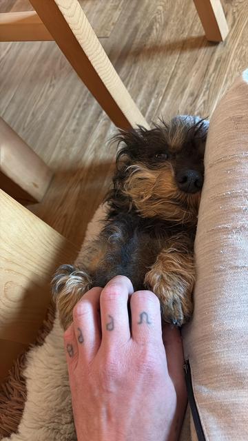 A small, fluffy dog is lying contentedly beside a hand with tattoos. The setting has wooden flooring and furniture, creating a cozy atmosphere.