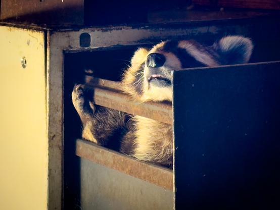 A raccoon chilling in a cabinet drawer in the Wildlands park zoo in Emmen in the Netherlands