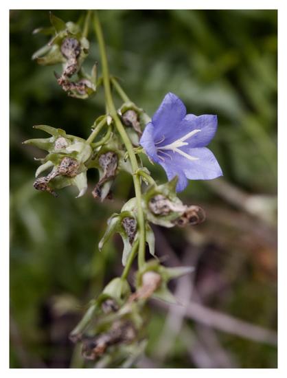 En stående bild på en blå blomma (blåklocka?) på en hängande stjälk. Grönt gräs ur fokus i bakgrunden.