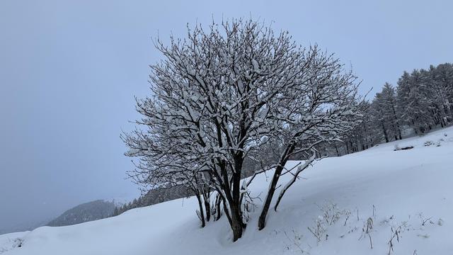 Snow-covered tree with many bare snowy branches grows on a snowy slope. In the distance a pine forest is visible.