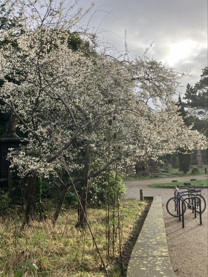 Sun catching blackthorn in flower with cycle stands to one side