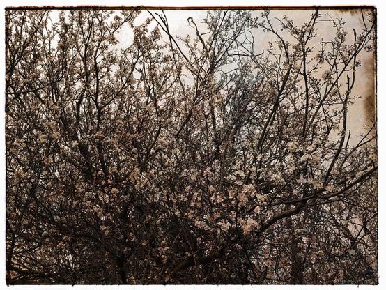 A dense cluster of tree branches covered in small pale blossoms, silhouetted against a cloudy sky, with an aged, slightly sepia-toned look.