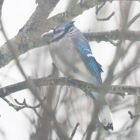 Blue Jay in an Apple Tree on a Rainy Day