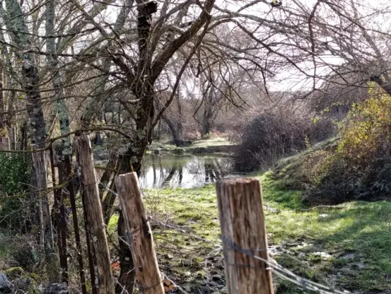 Photo d'une clôture de barbelés en bois et d'arbres sans feuilles. Derrière, une petite mare entourée d'herbe.