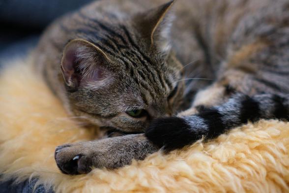 Lola likes to nap on one of the synthesizers, so I keep some sheep’s wool there so she can curl up in comfort.

She’s thinking “he’s got the camera again … ”