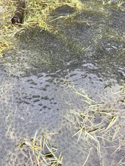 huuuuge amounts of frogspawn as far as the eye can see