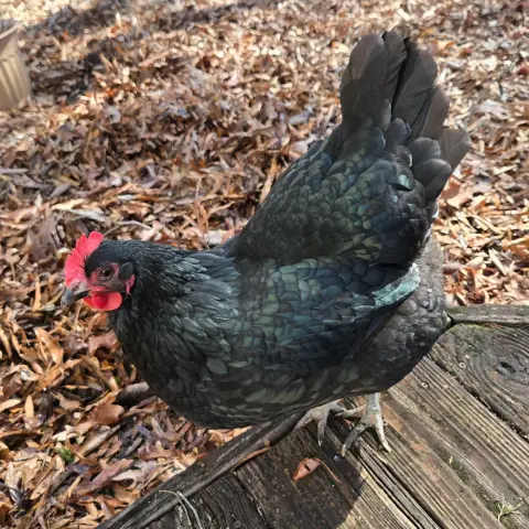 A black hen with a bright red comb stands proudly on a weathered wooden plank, looking directly at the viewer