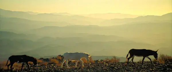 A still from the film Perfectly A Strangeness. Three donkeys walk through a desert in pale morning light.