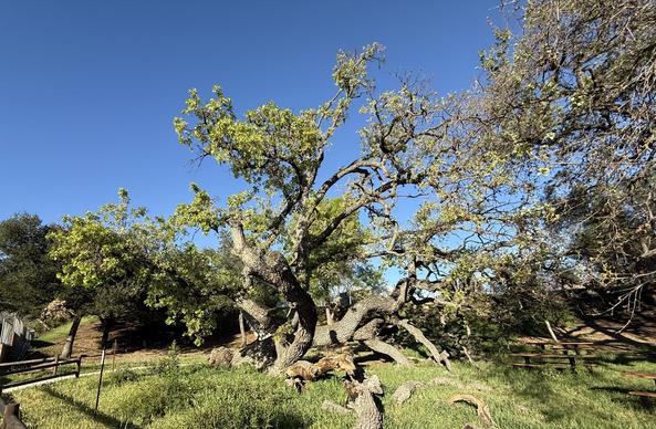 A giant oak that fell 6 years ago is still leafing out. The trunk and large branches are twisted every which way. Another tree to the right (same species & size) is behind in the leaf show. Picnic benches to the right along with large fallen branches on green grass