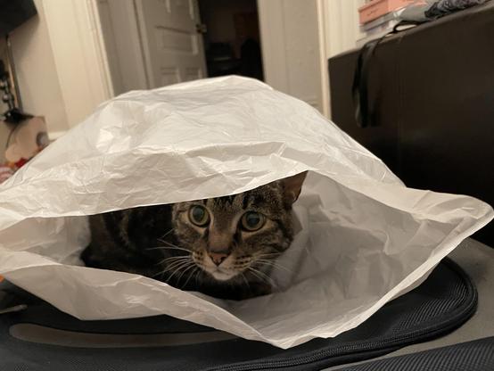 A tabby cat peeking out from inside a plastic bag like it’s a cave.