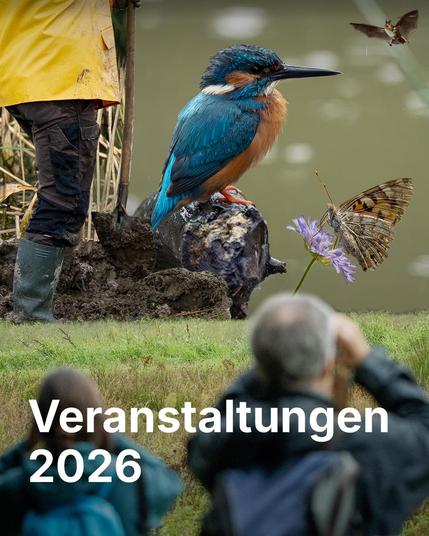 Bildmontage mit Eisvogel, Schmetterling und Fledermaus, sowie zwei Personen im Vordergrund, die mit Feldstecher beobachten. Oben links arbeitet jemand mit Schaufel. Schriftzug "Veranstaltungen 2026".