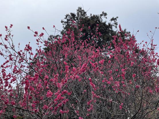 Red plum blossoms at the shrine Umenomiya Taisha in Kyōto.