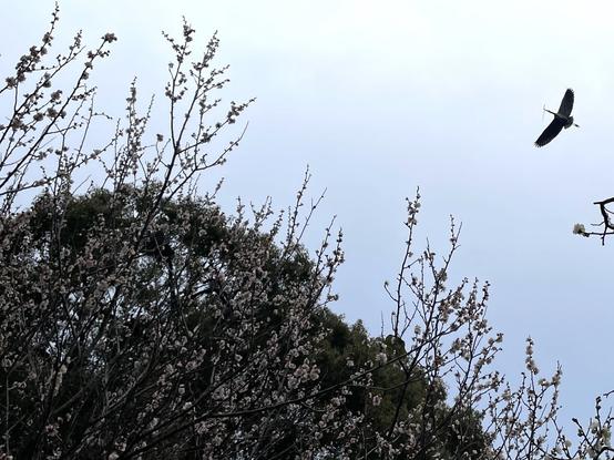 Blue heron building its nest in the big trees of the shrine