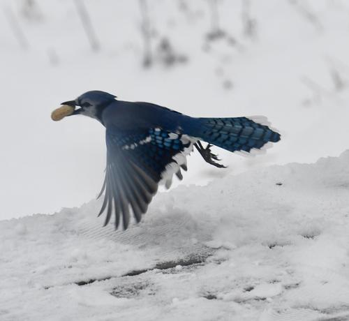 A couple seconds later as it took off with its prize.