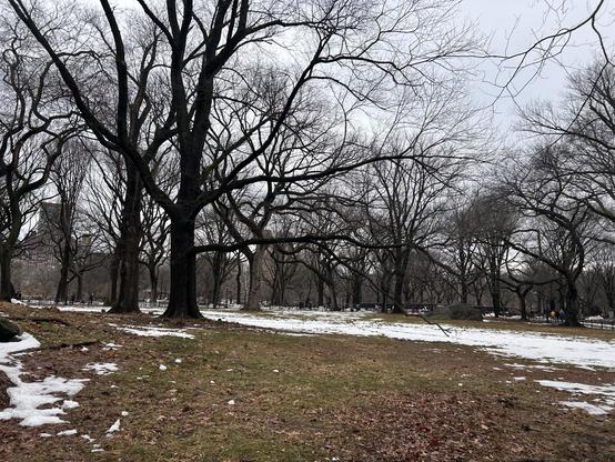 A winter landscape featuring bare trees and patches of snow on the ground, with a grassy area in a park setting. The sky is overcast, giving a gray ambiance.