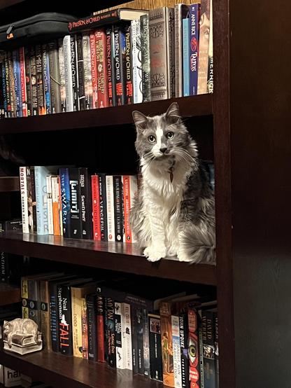 A gray and white cat named Knute sitting on a wooden bookshelf with numerous hardcover books. Knute is looking at the camera curiously.