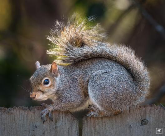 Color photo of an eastern grey squirrel crouched on top of a wooden fence with its tail curled up along its back and morning sunlight illuminating it.