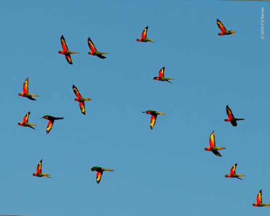 A slightly wider shot showing more of the rainbow lorikeet flock leaving a feeding tree en masse, flying into the newly-risen sun in the golden hour. This is only part of the whole flock...