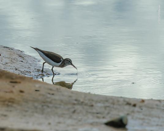 Common sandpiper after an unsuccessful probe