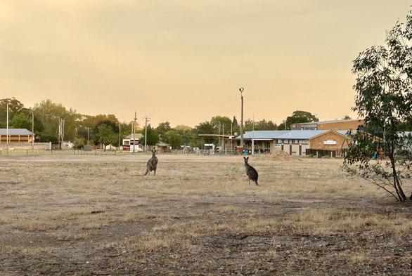 Early dawn with a yellowy sky with the local footy ground showing & 2 roos on some very dry grass looking at me.