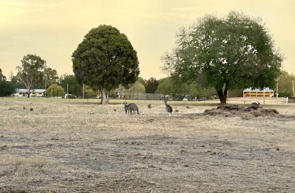 Another yellowy sky with some trees in front of the local footy ground & 2 roos in the centre of the picture on dry grass.