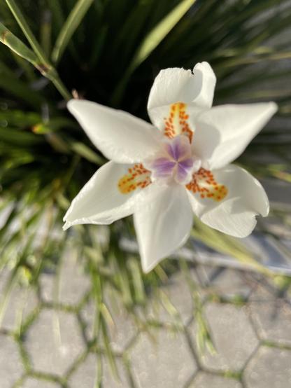 In focus: a six petaled white flower. Three petals have yellow markings at the center. In addition, a pale violet center of three small heart shaped petals. Out of focus, the plants green blade-like leaves and a sidewalk of hexagons carrying on the trefoil theme