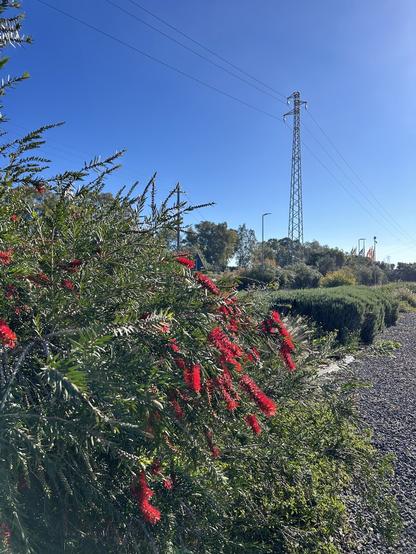 Kwitnące krzewy i bezchmurne niebo