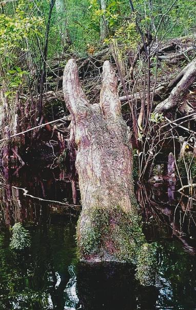 "The Devil went down to Georgia..." - thinking of my baldcypress friend, The May-Day Devil, I met last year. With the slight feeling of spring underneath the surface of the worlds, I'm aching for dark water swamps, rivers, and cypress knees.
