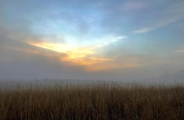 A summer scene. In the foreground, tall prairie grasses form thin vertical lines. In the background, the sun just beginning to peek through a break in the morning fog. The feeling is quiet with a bit of anticipation for a change that is about to come.
