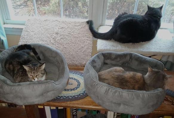 Three of our five cats are together by some windows.  Pax, our brown tabby cat with white markings, is on the left, lying in a grey cat bed on top of a low bookcase.  Beside her on the right, also lying in a grey cat bed, is Daphne, our dilute tortoiseshell cat, with fur in muted tones of grey, orange and white.  Peck, our big black cat, is lying on a window shelf above Daphne.